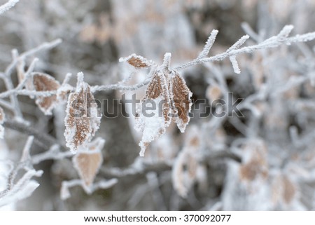 Leaves covered with snow and ice