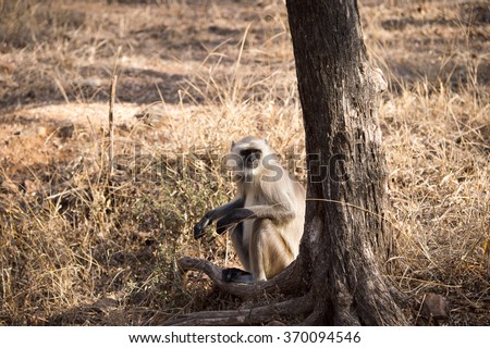 Monkeys on in the Reserve of Ranthambor in India