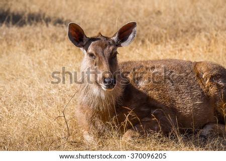 Close up of a cute deer in Indian reserve