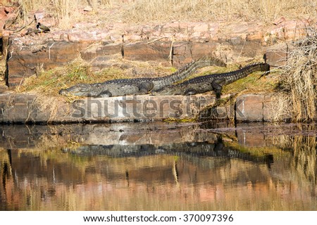 Crocodiles in the Indian Jungle.