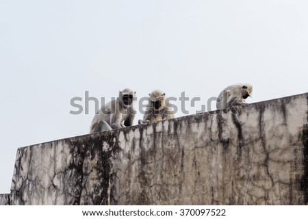 Monkeys onver the Amber Palace in Jaipur, India