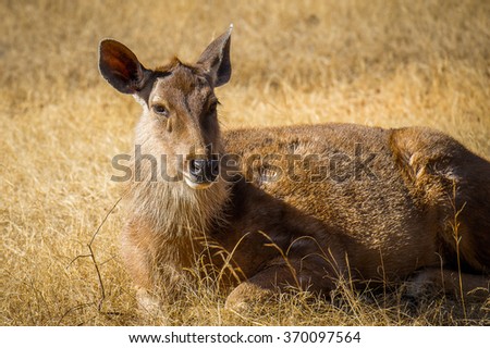 Close up of a cute deer in Indian reserve