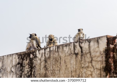 Monkeys onver the Amber Palace in Jaipur, India