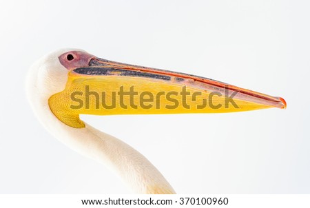 Close view of pelican in Namibia