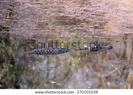 Crocodile swims in the lake in India