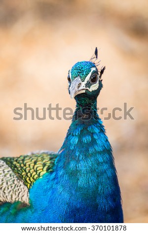 Peacock in Ranthambor, India