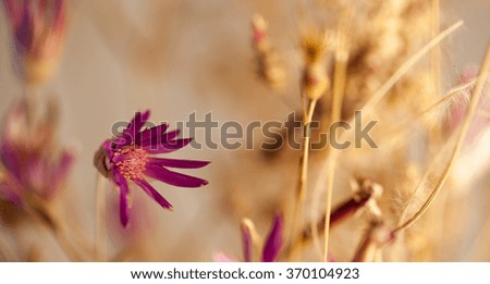 Beautiful purple dry flower bouquet in soft summer colors. Letter box format.