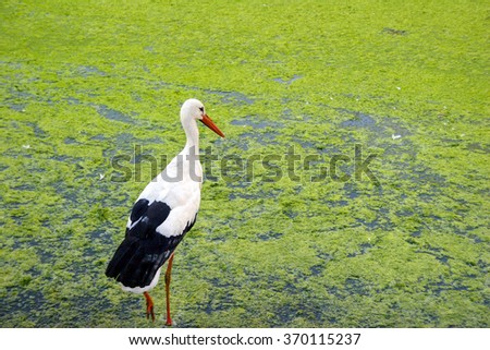 Single black and white stork standing in a green marsh