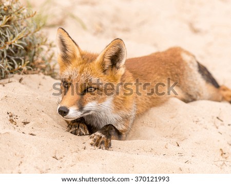 Red Fox in the sand