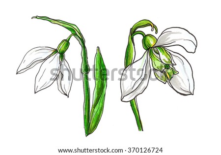 White snowdrop first spring flowers for wedding printing products: cards, invitations, menu, gift. Hand drawn watercolor flower isolated on white background. Botanical illustration, set, bouquet. 