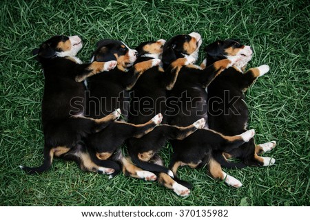 sleeping little cute puppies Entlebucher on the green grass