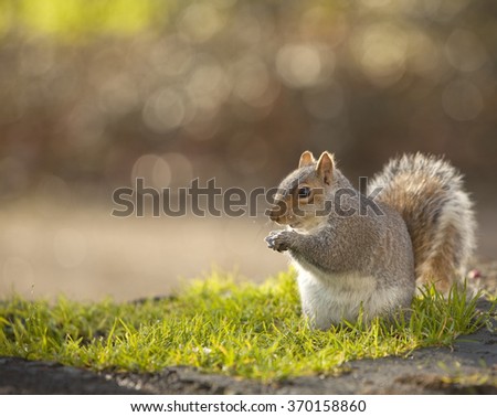 Squirrel with a Nut. A grey squirrel is happy to munch on a gift of a nut.