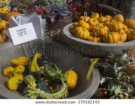 Pumpkins and gourds at a florist's shop. Small pumpkins and gourds in colorful pots for sale at a flower shop.