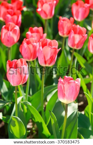 Tulip field, colorful tulips in spring, Macro