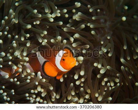 False Clown Fish on the anemone