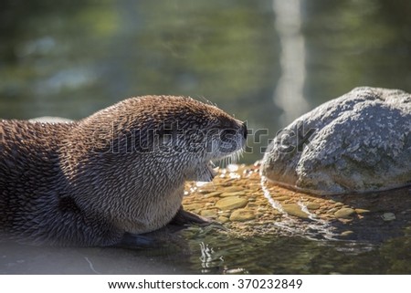 North American River Otter (Lontra canadensis) spotted outdoors