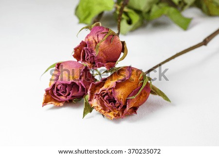 Faded roses on white background