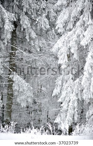 snowy fir-trees in winter