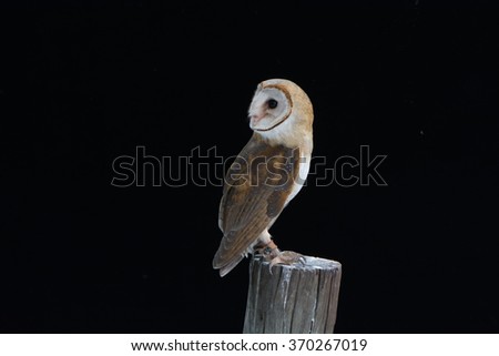barn owl on post in black background