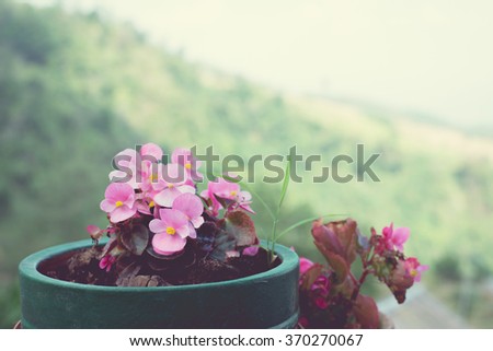 Vintage Tone of Pink Flowers in the Pot with Nature Blurred Background