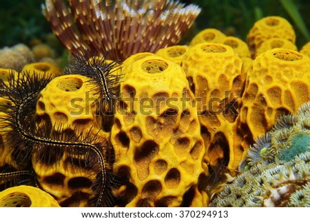 Underwater marine life, close-up of yellow tube sponge, Aplysina insularis, Caribbean sea