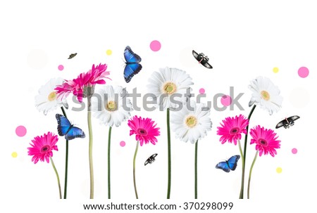 Gerber Daisy, and butterfly isolated on white background