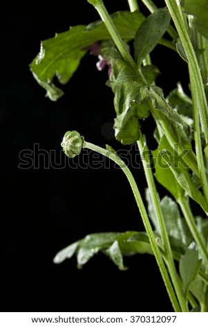 green leaves flowers isolated on black background