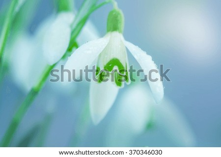 Snowdrop- spring white flower with bright shiny sun.