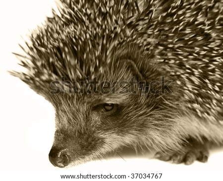 hedgehog animal isolated on white background
