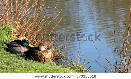 Mallard duck lake
