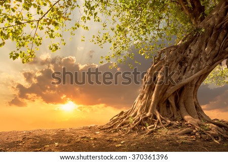 Beautiful scence of big tree with leaves at sunset sky with clouds. Fantasy landscape with free copy space. Using for background of website banner, amazing postcard. Travel concept background. Royalty-Free Stock Photo #370361396