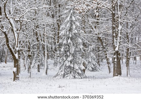 Landscape - winter forest