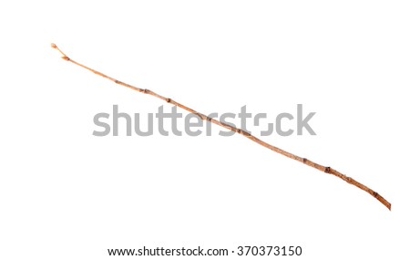 Dry branch with pincers on white background