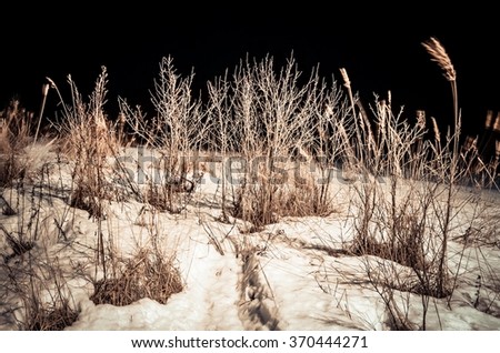 night bushes covered with snow