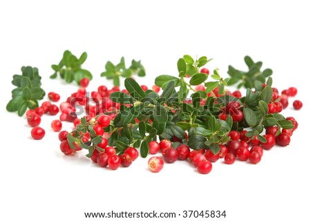 Scattering of cowberry on white background