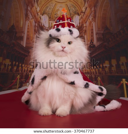 Cat in a suit of the king in his own castle Royalty-Free Stock Photo #370467737