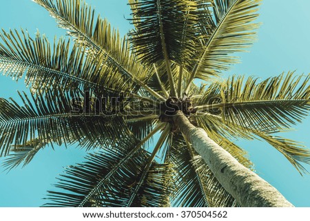 Palm tree on sky background - Vintage filter