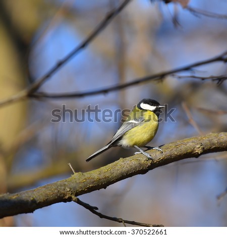 Titmouse on a large branch observing