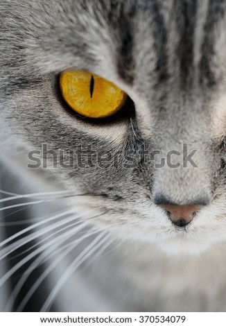 British cat eyes. Portrait