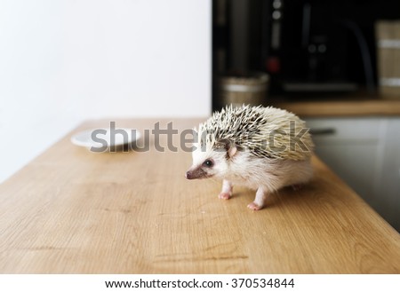 The African hedgehog runs on a wooden table. There is a white saucer.