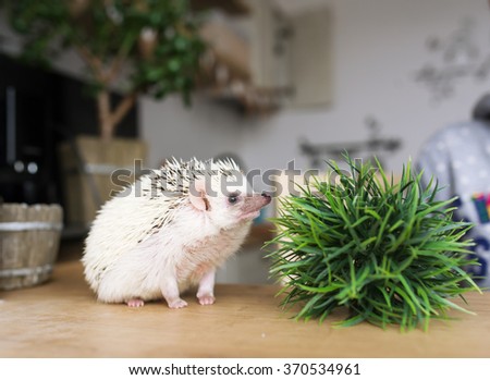 The African hedgehog plays with a green flower which raising in a pot.