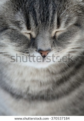 British cat with shutted eyes