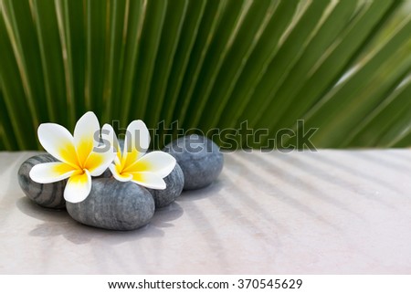 Plumeria flower and stones on palm background