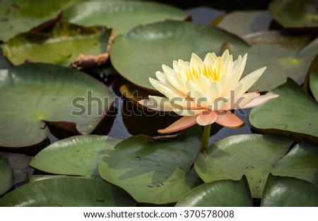 yellow water lily or lotus with natural light