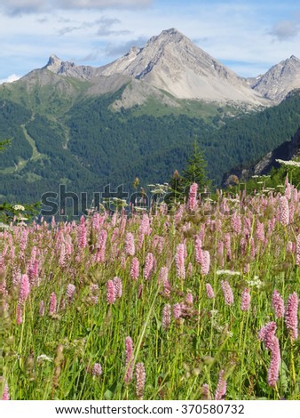 Vallee Etroite in the Western Alps, meadow with bistort, Bistorta officinalis