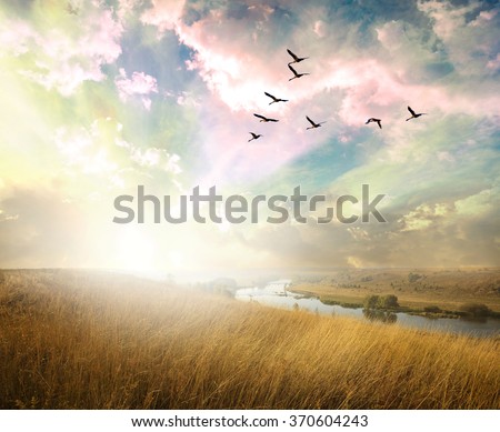 Green field of grass and flying birds Royalty-Free Stock Photo #370604243
