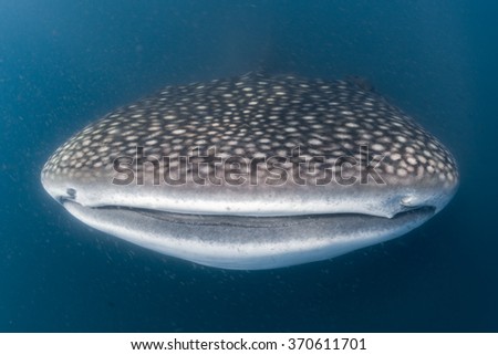 Whale Shark close up underwater with big enormous open mouth jaws