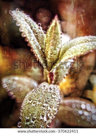 Early morning dew on hypericum leaves