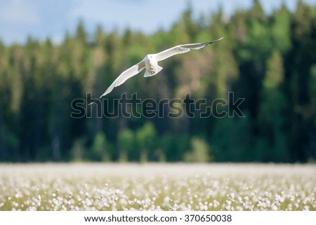 Big white seagull flying over white flowers with the forest on background. Selective focus