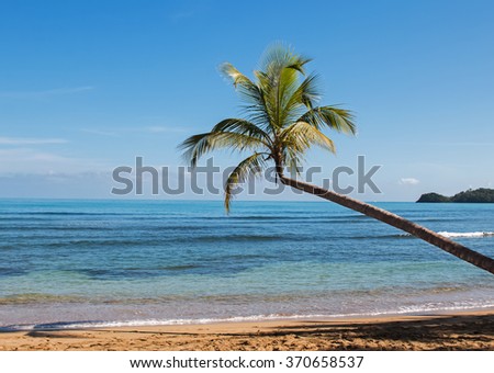 Tropic palm on the blue ocean background